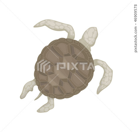 Turtle, tortoise reptile animal, top view vector Illustration on a white background 46909578