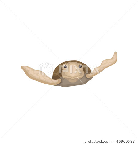 Swimming sea turtle reptile animal, front view vector Illustration on a white background 46909588