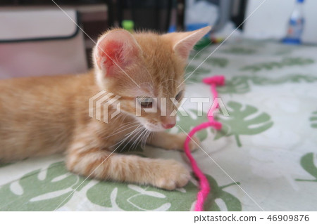 Tea Tiger kitten 46909876