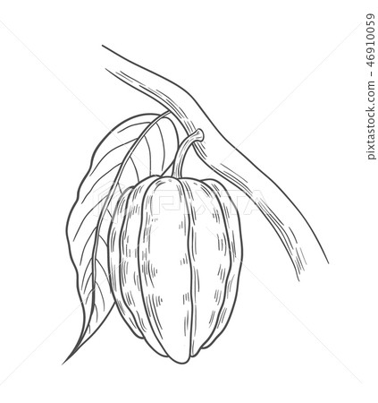 Cocoa illustration, drawing Cocoa illustration, drawing 46910059