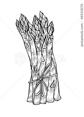 illustrations - asparagus collection. illustrations - asparagus collection. 46910070
