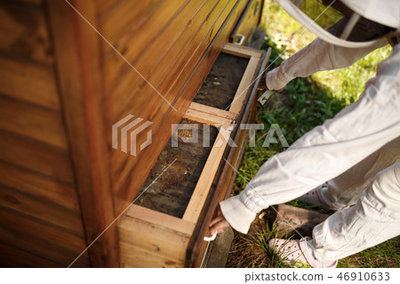 Beekeeper in suit is working at apiary. Opening Beekeeper in suit is working at apiary. Opening 46910633