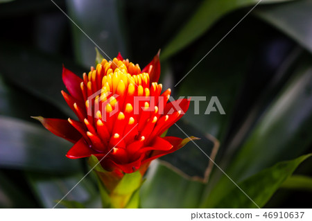 red flower are blooming in the garden red flower are blooming in the garden 46910637