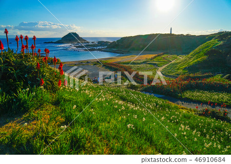 Shimoda Narcissus Festival 46910684