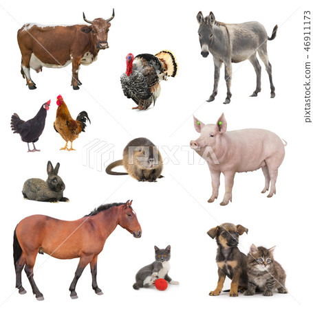 collage livestock isolated on white 46911173