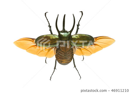 beetle isolated on a white beetle isolated on a white 46911210