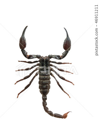 Heterometrus spinifer isolated on a white Heterometrus spinifer isolated on a white 46911211