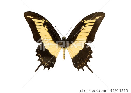 machaon butterfly isolated on a white machaon butterfly isolated on a white 46911213