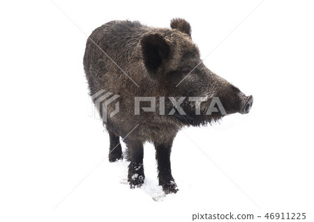 Wild boar  on a white 46911225