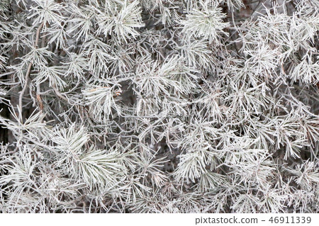 Conifer branches close up with needles covered with white frost on blurred background. Conifer branches close up with needles covered with white frost on blurred background. 46911339
