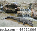 The crocodiles and waterfall 46911696