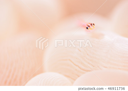 Akasuki giu mitake goby Akasuki giu mitake goby 46911736