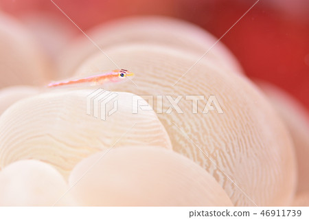 Akasuki giu mitake goby 46911739