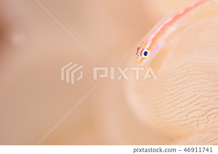 Akasuki giu mitake goby 46911741