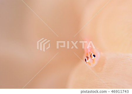 Akasuki giu mitake goby Akasuki giu mitake goby 46911743