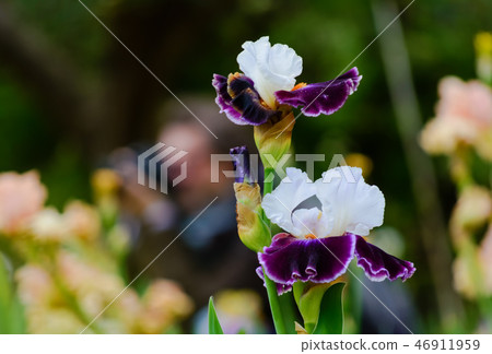 Purple beautiful iris flowers in the garden Purple beautiful iris flowers in the garden 46911959