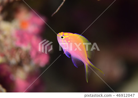 年輕的魚 46912047