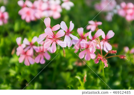 Closeup of geranium macrorrhizum, crane's bill Closeup of geranium macrorrhizum, crane's bill 46912485