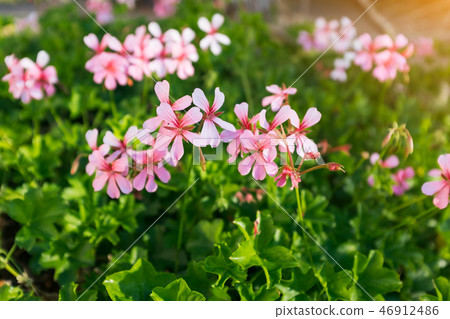 Closeup of geranium macrorrhizum, crane's bill Closeup of geranium macrorrhizum, crane's bill 46912486