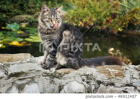 Siberian cat. Sits on the shore of the pond Siberian cat. Sits on the shore of the pond 46912487