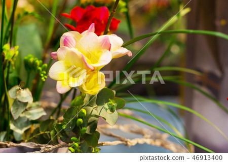 Vibrant flower pink with yellow alstroemeria background Vibrant flower pink with yellow alstroemeria background 46913400