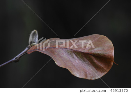 Magnolia flower bud 46913570