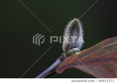 Magnolia flower bud 46913571