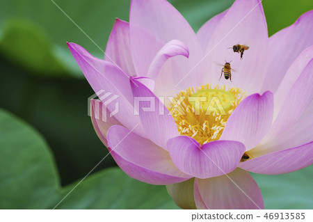 蜜蜂在粉紅色的蓮花中飛翔 46913585