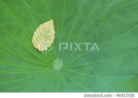 Small leaves resting on a lotus leaf 46913586