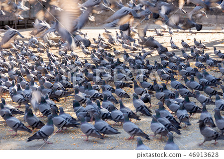 Group of the pigeons on street in jaipur indina. 46913628