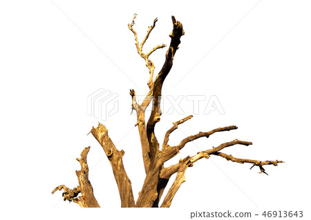 Old and dead tree branch isolated on white background. 46913643
