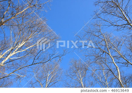 Winter dead trees and blue sky. Hokkaido. 46913649