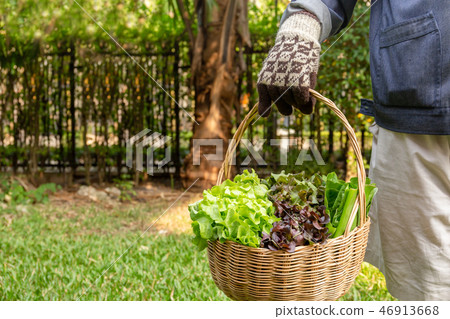 Woman holding wooden basket with fresh organic vegetables from garden farm. 46913668