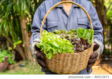 Woman holding wooden basket with fresh organic vegetables from garden farm. Woman holding wooden basket with fresh organic vegetables from garden farm. 46913671