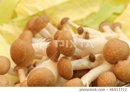 Food ingredients prepared for the saucepan. Shimeji. Food ingredients prepared for the saucepan. Shimeji. 46913712