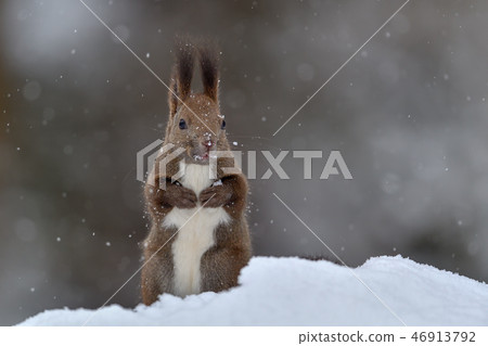 Ezolith in the snow Ezolith in the snow 46913792