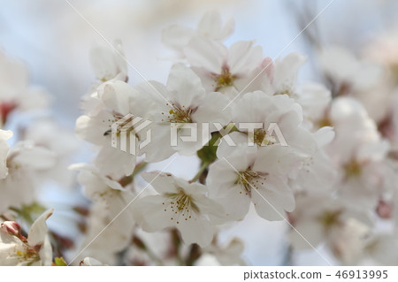 櫻花 46913995