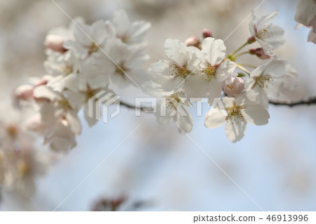 櫻花 櫻花 46913996