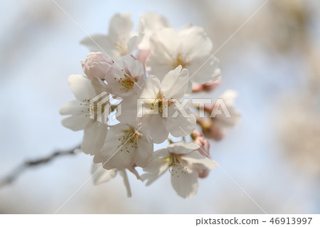 櫻花 櫻花 46913997