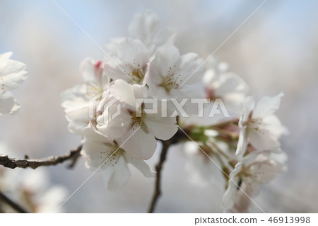櫻花 櫻花 46913998
