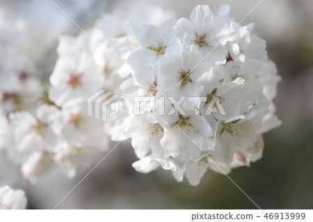 櫻花 櫻花 46913999