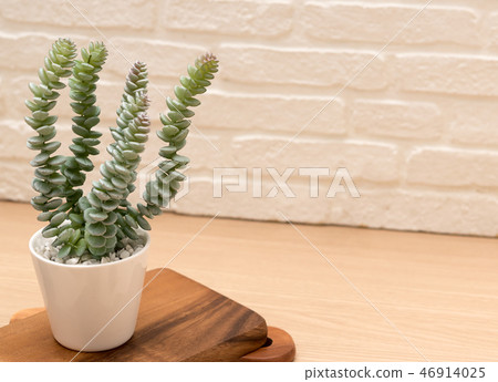 small plant on desk as decoration small plant on desk as decoration 46914025