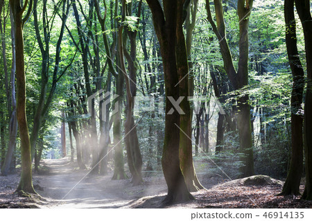 Dancing trees in Speulderbos in the Netherlands 46914135