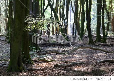 Dancing trees in Speulderbos in the Netherlands 46914205
