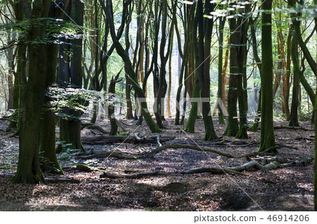Dancing trees in Speulderbos in the Netherlands 46914206