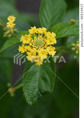 Shrub verbena flower 46914425