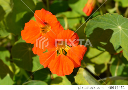 Garden nasturtium 46914451