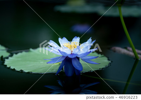 Tropical water lily (water lily) Tropical water lily (water lily) 46916223
