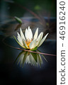 Tropical water lily (water lily) 46916240