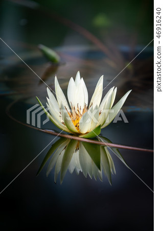 Tropical water lily (water lily) 46916240